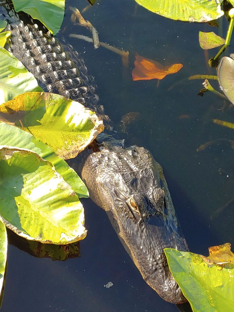 Everglades Nature Tours