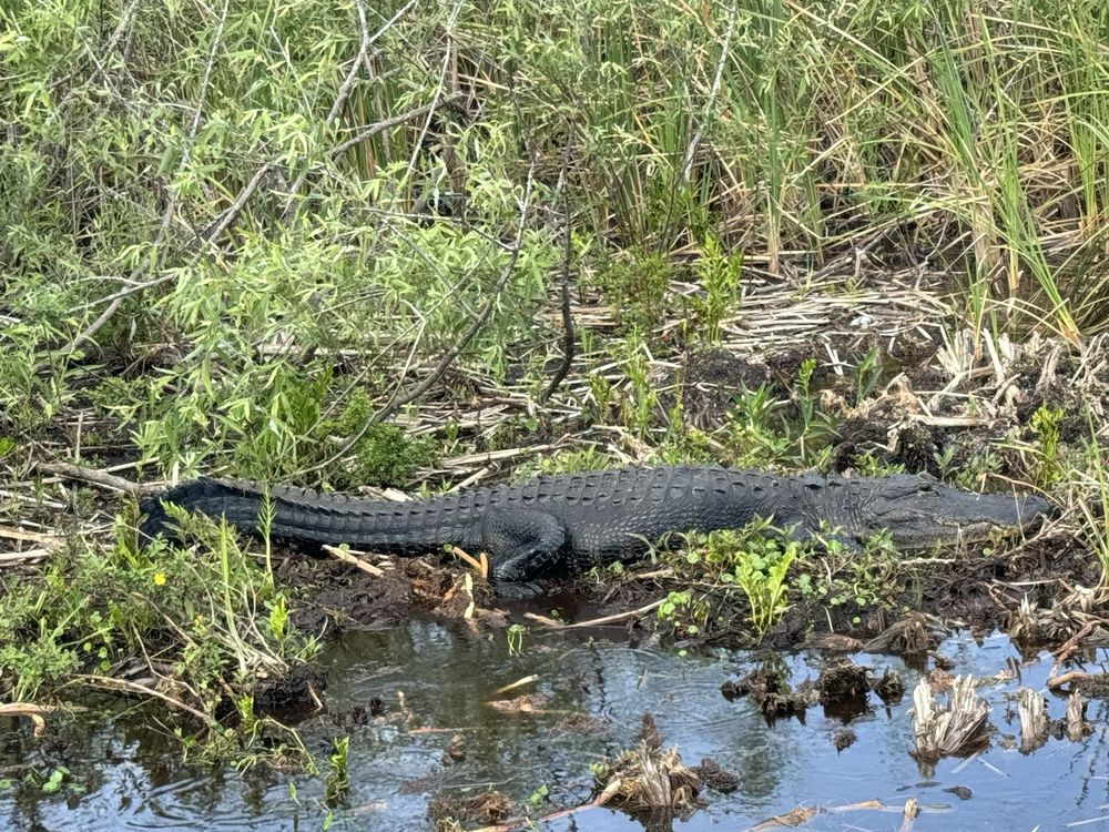 Airboat Rides Fort Lauderdale